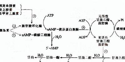 腎上腺、腎上腺素的作用