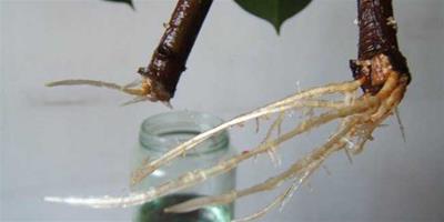 生活小常識：橡皮樹可以水培嗎 橡皮樹的水培方法