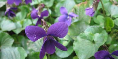 盆栽紫羅蘭怎麼養？