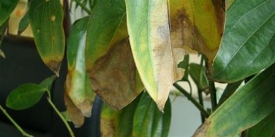 平安樹葉子發黃是怎麼回事：原因分析|處理辦法