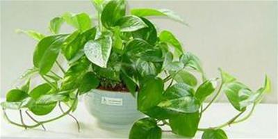 這些植物能否淨化甲醛？