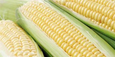 生活小常識：玉米的功效與作用
