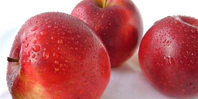 生活小常識：甜蘋果比酸蘋果的卡路里多?蘋果有10大好處!