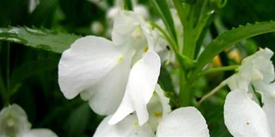 【鳳仙花的生長過程】鳳仙花怎麼養