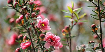 松紅梅葉子發黃怎麼辦