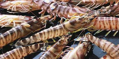 生活小常識：蝦的營養價值介紹