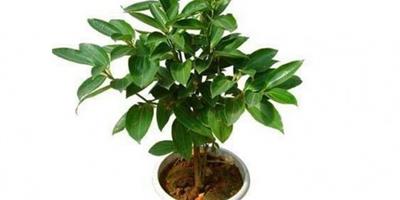 平安樹是什麼植物