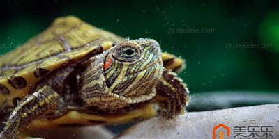 【巴西龜冬天怎麼養】為巴西龜冬眠準備做攻略