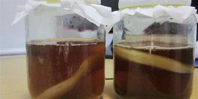 【圖】紅茶菌的製作方法