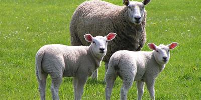 屬羊的和什麼屬相最配 屬羊人的婚配宜忌