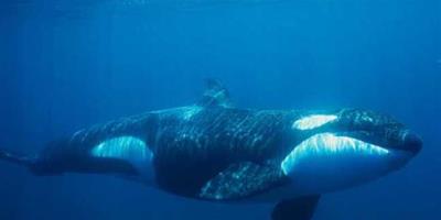 【圖】虎鯨vs大白鯊誰厲害？