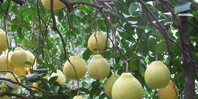 柚子的作用是什麼 柚子有減肥的功效嗎