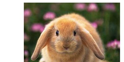 屬兔的幾月出生最好 屬相學的介紹