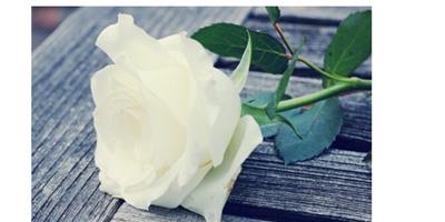白玫瑰的花語是什麼 白玫瑰的養殖禁忌