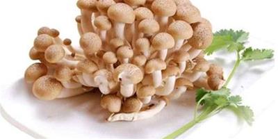 生活小常識：真姬菇的做法 真姬菇栽培技術