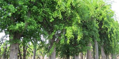 生活小常識：樸樹是什麼樹 櫸樹和樸樹的區別