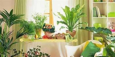 臥室適合擺什麼植物 才有好的臥室風水？