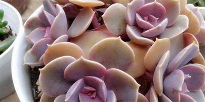 多肉紫珍珠養殖方法