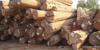 緬甸在資源保護方面標準提高 5月1日起全面停止木材出口