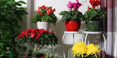 客廳養什麼植物風水好 客廳植物擺放風水知識