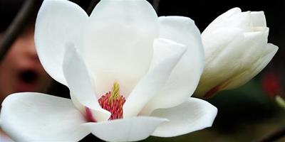 白玉蘭花有什麼花語 送白玉蘭代表的含義