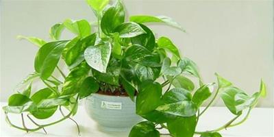 家居植物：淨化空氣的室內植物有哪些