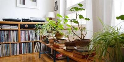 客廳植物擺放風水講究 客廳植物風水知識