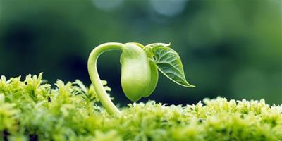 綠色植物知識 綠色植物對家居環境的作用
