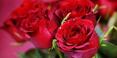 紅玫瑰花除了養眼還養顏 調理身體也不差