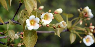 油桐花是什麼花 油桐花有什麼花語和傳說