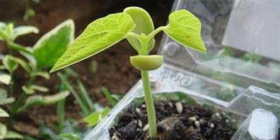 小扁豆如何種植栽培 小扁豆食用價值與作用