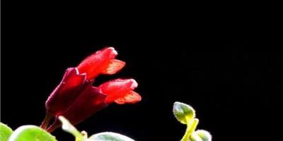 口紅吊蘭如何養殖才能讓它生長更好