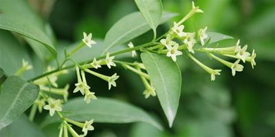 夜來香開花的時間 夜來香養殖方式介紹