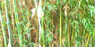 青竹要怎麼種植 青竹繁殖環境要求