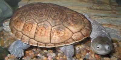 【圖】長頸龜怎麼養 長頸龜吃什麼