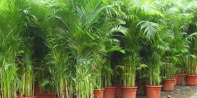 什麼樣的植物才能淨化室內空氣