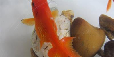 小金魚怎麼養 小金魚哪種好養