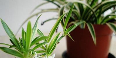 淨化空氣的室內植物有哪些