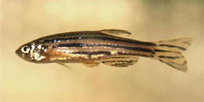 生活小常識：斑馬魚怎麼養 斑馬魚壽命