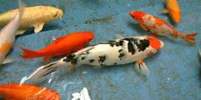 生活小常識：錦鯉魚怎麼養 錦鯉魚常見病
