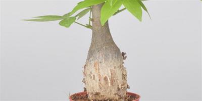 防輻射植物有哪些 防輻射植物的介紹
