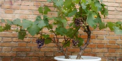 盆栽葡萄上盆與換土技巧 盆栽葡萄肥水管理