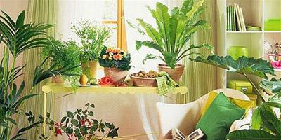 臥室植物擺放風水禁忌 適宜臥室擺放的植物有哪些