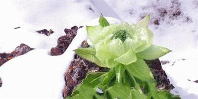 生活小常識：雪蓮花的功效與作用 雪蓮花不同的吃法