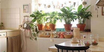 廚房擺什麼植物好 利於旺財植物推薦