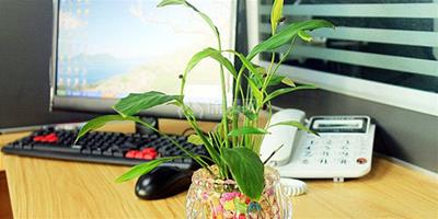 辦公桌放什麼植物風水好 辦公桌植物擺放風水講究