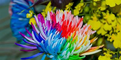 把彩虹種在花盆裡 彩虹菊的養殖方法