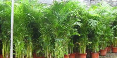營造綠影婆娑的家居環境 鳳尾竹的養殖方法