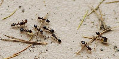 生活小常識：家中有螞蟻怎麼辦 教你滅蟻絕招學起來