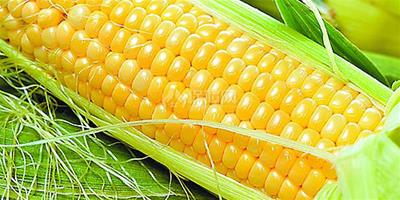 生活小常識：玉米營養價值及功效 玉米怎麼炒好吃